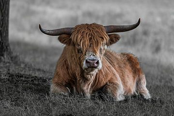 Close-up van een Schotse Hooglander, in kleur en zwart-wit van Franklin Driessen