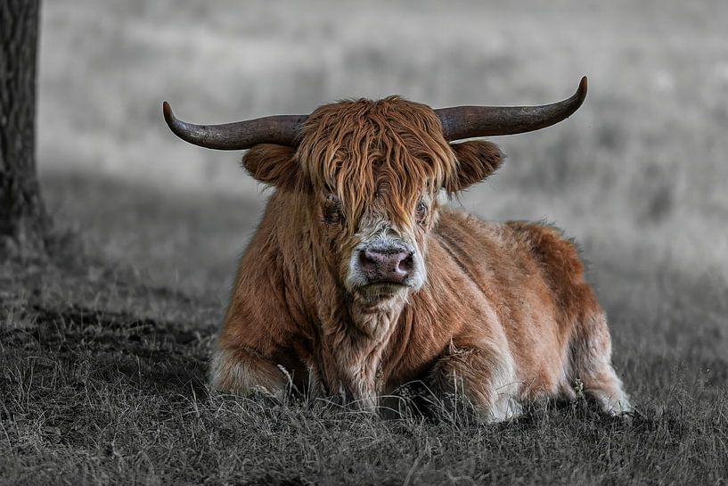 Close-up van een Schotse Hooglander, in kleur en zwart-wit van Franklin Driessen
