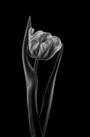 Rembrandt tulp
