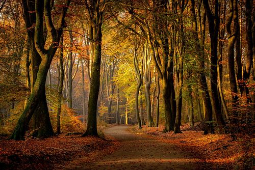 herfstkleuren in beukenbos