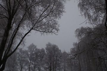 WIlgenbos en grijze hemel van Richard Pruim