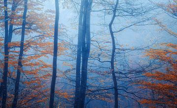De Blauwe Herfst van Loris Photography