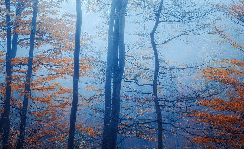 Der blaue Herbst von Loris Photography