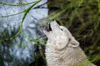 Howling with the pack by gea strucks thumbnail