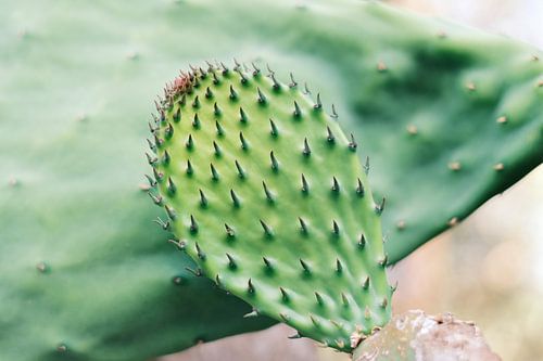 Kleine groene cactus blad in Ibiza | Natuurfotografie
