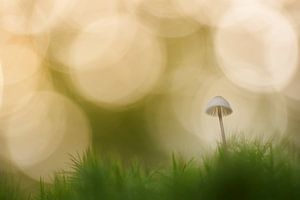 Kleiner Pilz mit sonnigem Bokeh