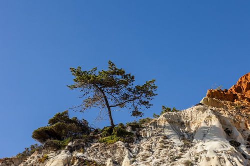 Pijnboom op de klif – Algarve