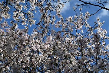 Mooie Witte Magnolia's tegen blauwe lucht. van Through Kristels Lens