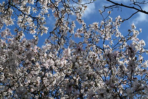 Magnifique Magnolia blanc sur fond de ciel bleu.