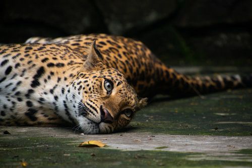 Lazy Leopard