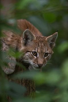 Eurasian Lynx  ( Lynx lynx ), playful cute cub sur wunderbare Erde
