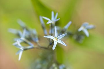 Fleur d'étoile bleue sur Iris Holzer Richardson