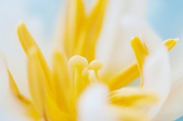 Weiße Tulpe in weichem Licht von Ivonne Fuhren-van de Kerkhof