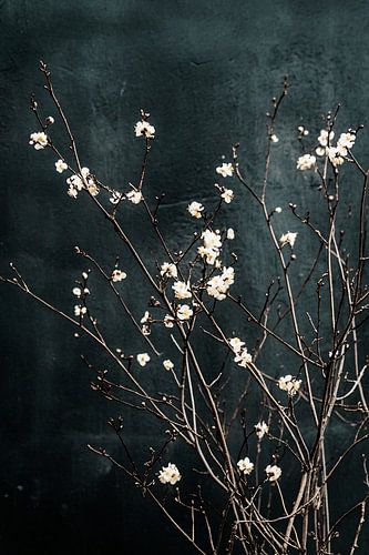Bloesemtakken tegen donkere muur
