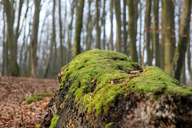 Moosbedeckter Baum von Florian Kampes