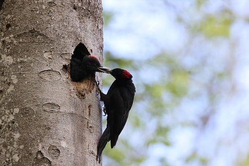 Zwarte specht ( Dryocopus martius ) voedt jong nestjong, Schwäbische Alb Duitsland