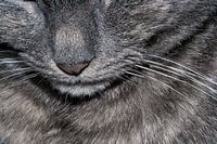 Purrrr close up