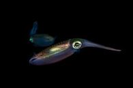 The night squid by DesignedByJoost thumbnail