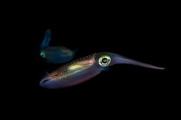 The night squid