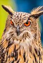 Uil,Owl van Brian Morgan thumbnail