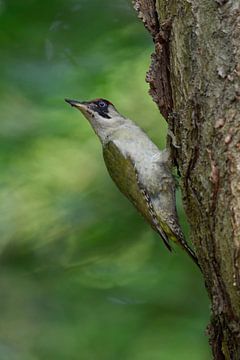Green Woodpecker ( Picus viridis ), perched on a tree trunk, turning back its head van wunderbare Erde