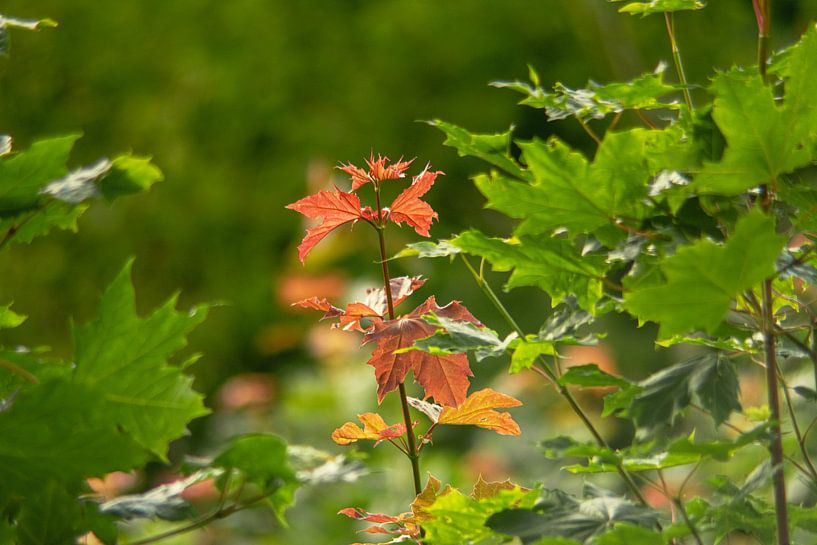 forest flowers field landscape Erzgebirge mountains towns cities villages by Johnny Flash