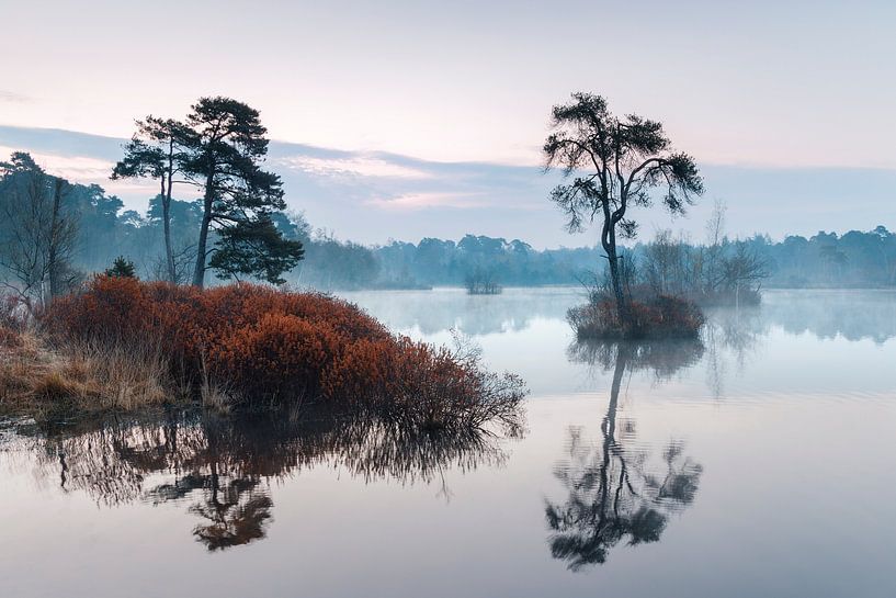 Gloeiende gagelstruiken aan de rand van een ven in de Oisterwijkse Bossen en Vennen van Henno Drop