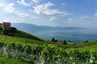 Vignobles de Lavaux en Suisse