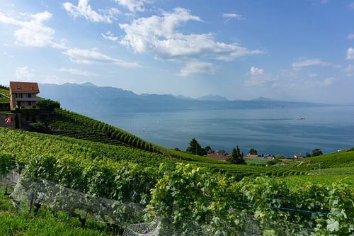 Weinberge des Lavaux in der Schweiz
