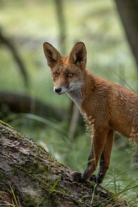 Een vos in het bos van Steffie van der Putten