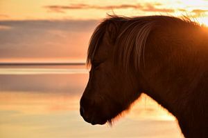 IJslands paard tijdens zonsondergang van Elisa in Iceland