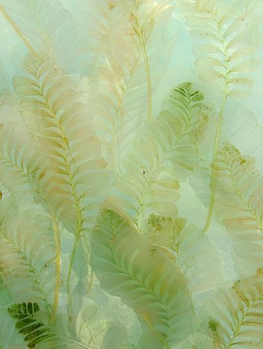 Feuilles de fougère délicates, d'un vert pastel