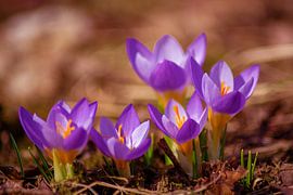 The crocus family sur Photoart-Naegele