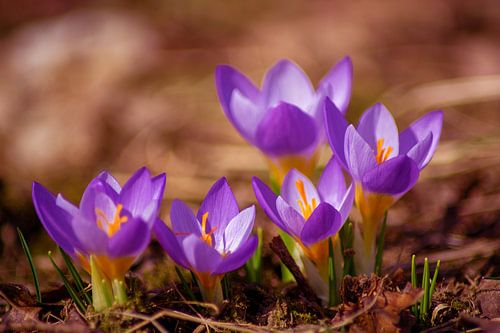 The crocus family