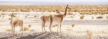 Guanaco's op de Salinas Grandes Argentinië. van Ron van der Stappen