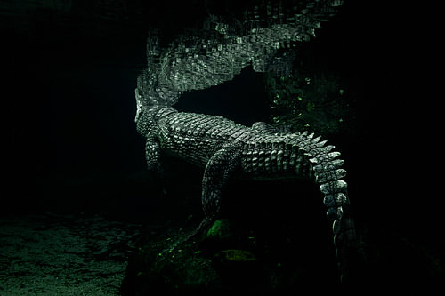 Crocodile