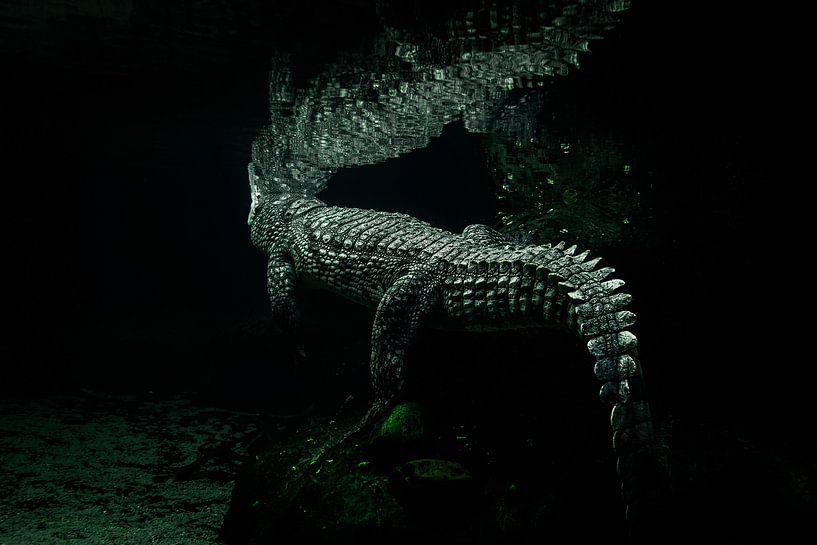 Krokodil von Marco de Lee
