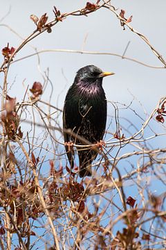 Starling with sparkling colours by Anne Ponsen
