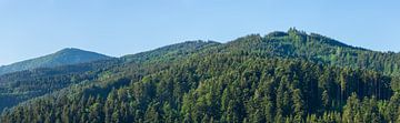 Duitsland, XXL zwart boslandschap panorama met blauwe hemel van adventure-photos