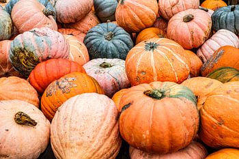 Photo of pile of pumpkins