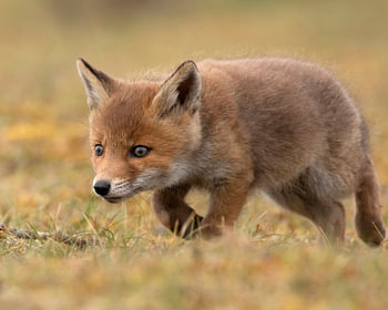 Bébé renard qui marche