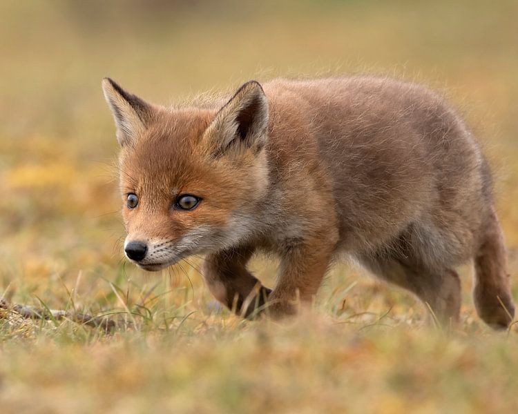 Baby vos aan de wandel van Patrick van Bakkum