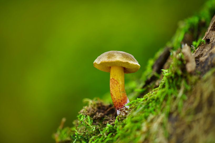Boletus mushroom growing on a mossy tree trunk in a deciduous forest in autumn by Mario Plechaty Photography
