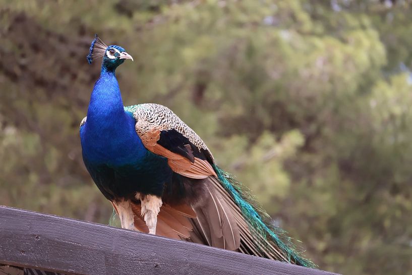 Animals and Nature by Lennart Mans
