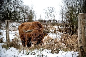 Highlander écossais sur Bas Quaedvlieg