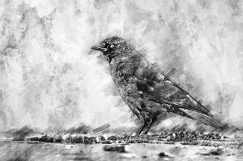 Portrait of a jackdaw (drawing)