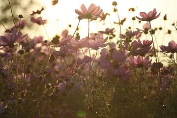 Cosmea bloemen in de avondzon van Cora Unk