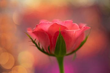 Rosa Rose mit fröhlichen Farben