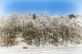 Snowy trees by Mark Bolijn