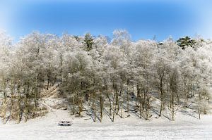 Besneeuwde bomen van Mark Bolijn